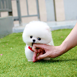 pomeranian12574