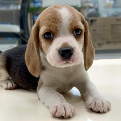beagle puppies for sale